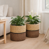 Ensemble Plantenmand Damian Bruin en situation