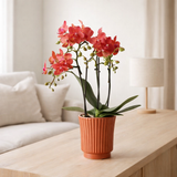 Orchidées colibris | Orchidée Phalaenopsis rouge – Congo + Pot décoratif rétro en terre cuite – taille du pot Ø9cm – 40cm de haut | plante d'intérieur fleurie en pot de fleurs - fraîche du producteur en situation
