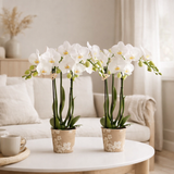 Orchidées de Colibl | Combi Deal à partir de 2 orchidées phalaenopsis blanches - Amabilis - Mesure en pot Ø9cm | -Driving Room Plant - Freshly du producteur en situation