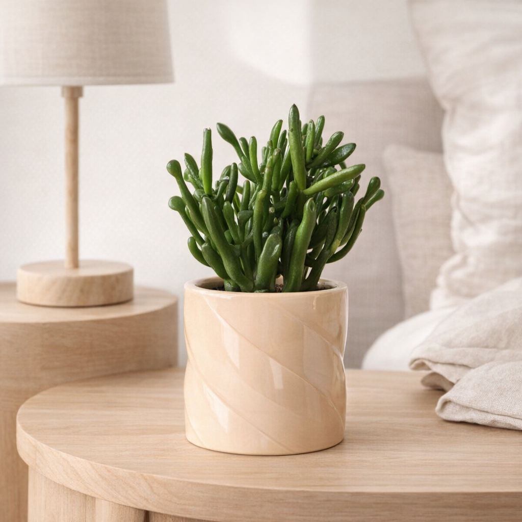 Plante succulente Crassula Hobbit avec pot en céramique pêche en situation