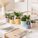 Verts colibris | Mélange de plantes vertes + pots décoratifs Painted Stripe - taille de pot Ø9cm & Ø6cm | plantes d'intérieur à fleurs - fraîchement sorties du producteur en situation