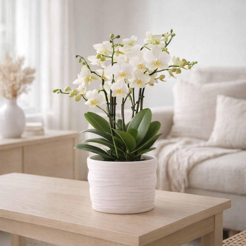 Orchidée blanche Lausanne 12 cm avec pot Como et réservoir d'eau en situation
