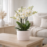 Orchidée blanche Lausanne 12 cm avec pot Como et réservoir d'eau en situation