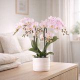 Orchidée rose du Portugal en pot Como avec réservoir d'eau en situation
