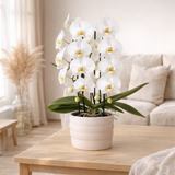 Orchidée blanche Niagara Falls en pot Como 12 cm en situation