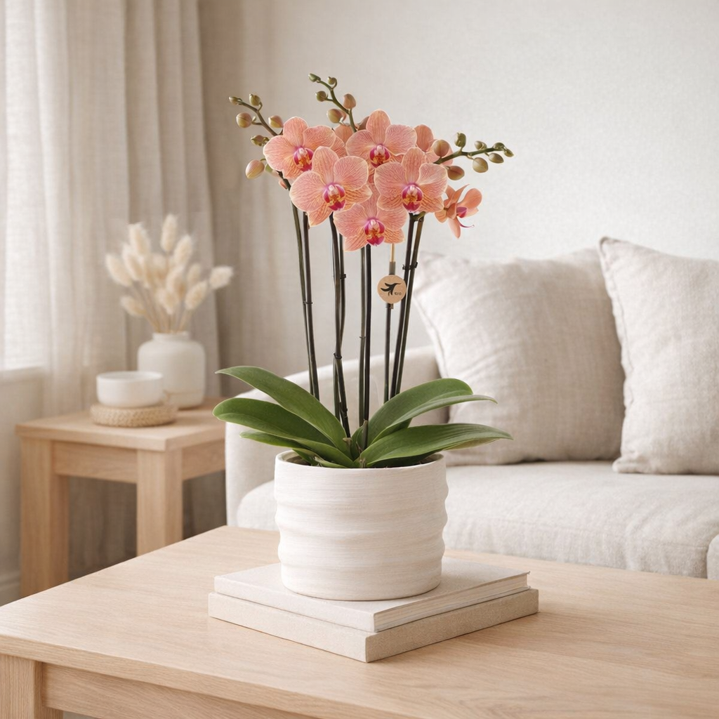 Orchidée rose orangé en pot Como avec réservoir en situation