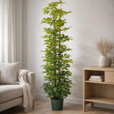 Plante Schefflera Gold Capella en pot Ø20 cm, hauteur 120 cm en situation