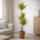 Dracaena marginata Rayon de Soleil - Ø21cm - ↕120cm en situation