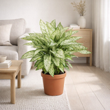 Dieffenbachia Vésuve - Ø27cm - ↕80cm en situation