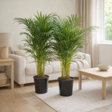 Dypsis Lutescens - Ø17 ↕100 en situation