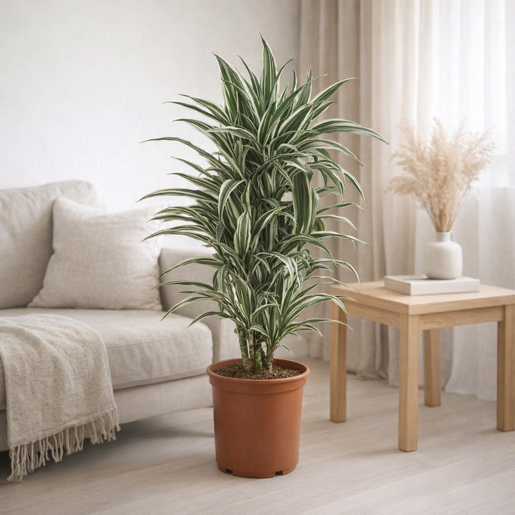 Dracaena rayée blanche 24 cm en situation