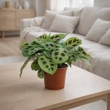 Maranta Leuconeura Kerchoveana - Ø12cm - ↕30cm en situation