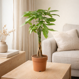 Pachira Aquatica - Ø17cm - ↕60cm en situation