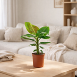 Musa nain Cavendish - Ø21cm - ↕90cm en situation