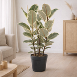 Ficus Tineke - Ø27cm - ↕85cm en situation