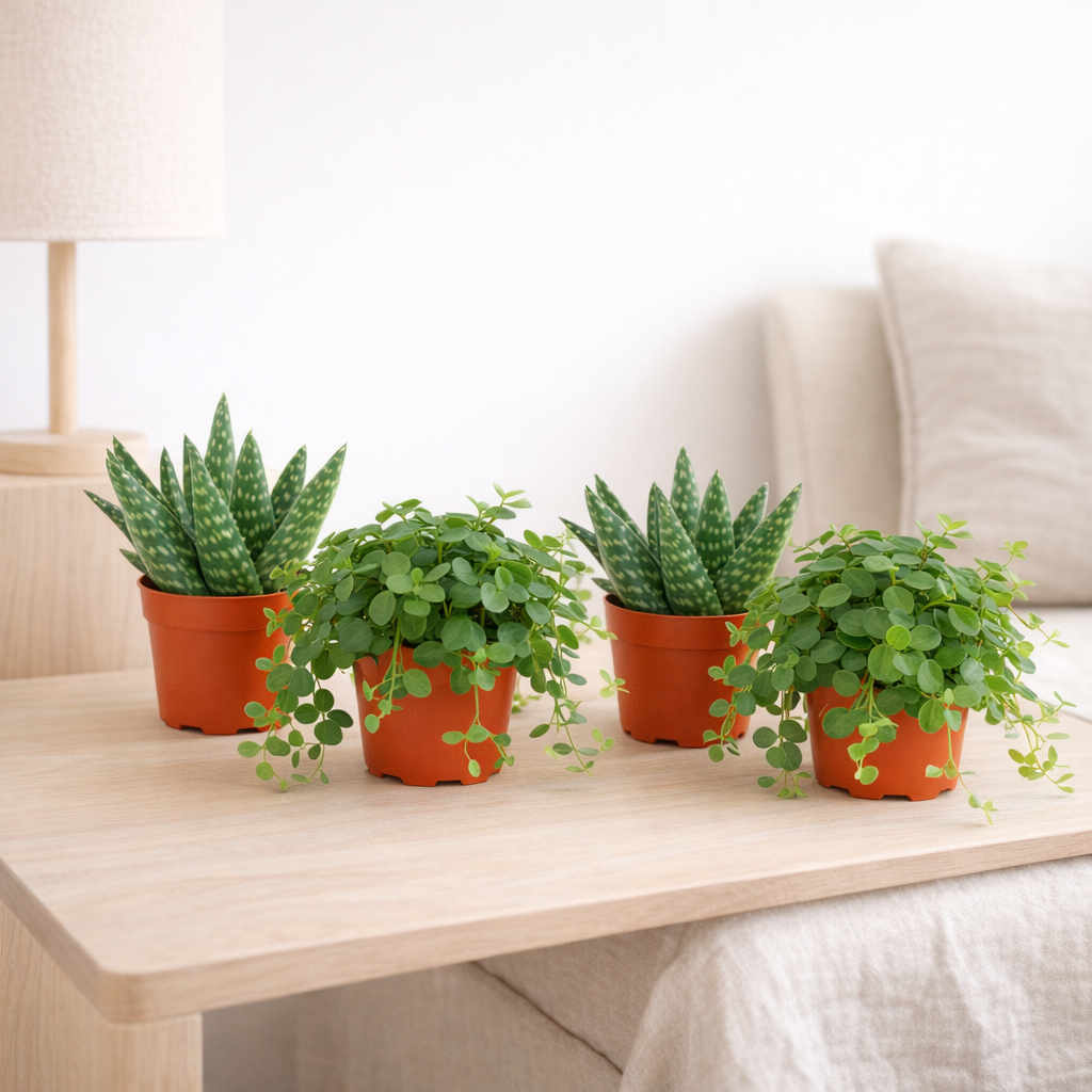 Lot de 4 plantes Aloe et Peperomia orange en situation