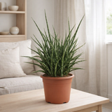 Sansevieria Fernwood Punk - Ø25cm - ↕60cm en situation