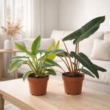 Lot de 2 philodendrons Billietiae en vert en situation