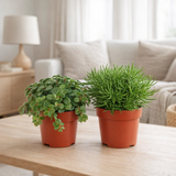 Tornado vert / Senecio Himalaya deux - 2 stuks - Ø10,5cm - ↕15cm en situation