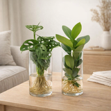 Verre cylindre Duo Monstera/Clusia - 2 pièces - Ø12cm - ↕25-40cm en situation