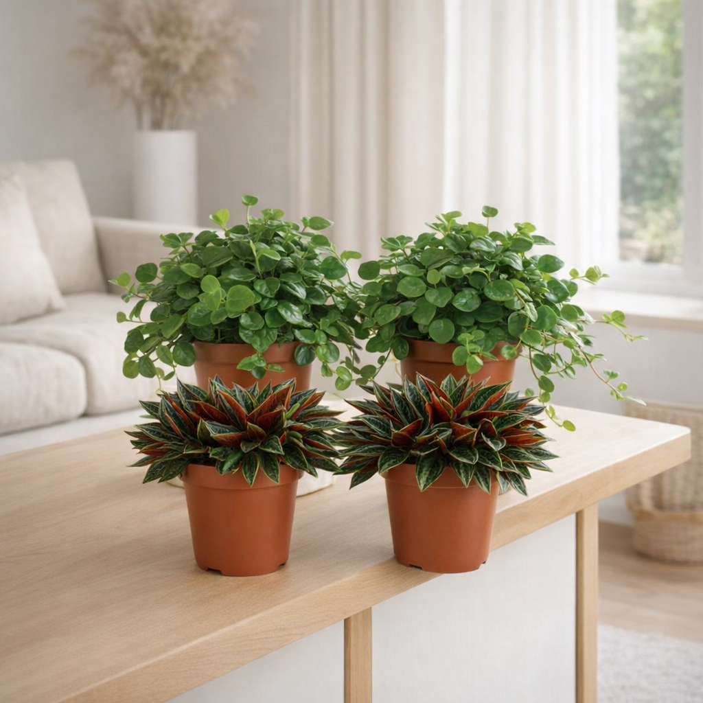 2x Peperomia Rosso + 2x Peperomia Rotundifolia - 4 pièces - Ø12cm - ↕20cm en situation