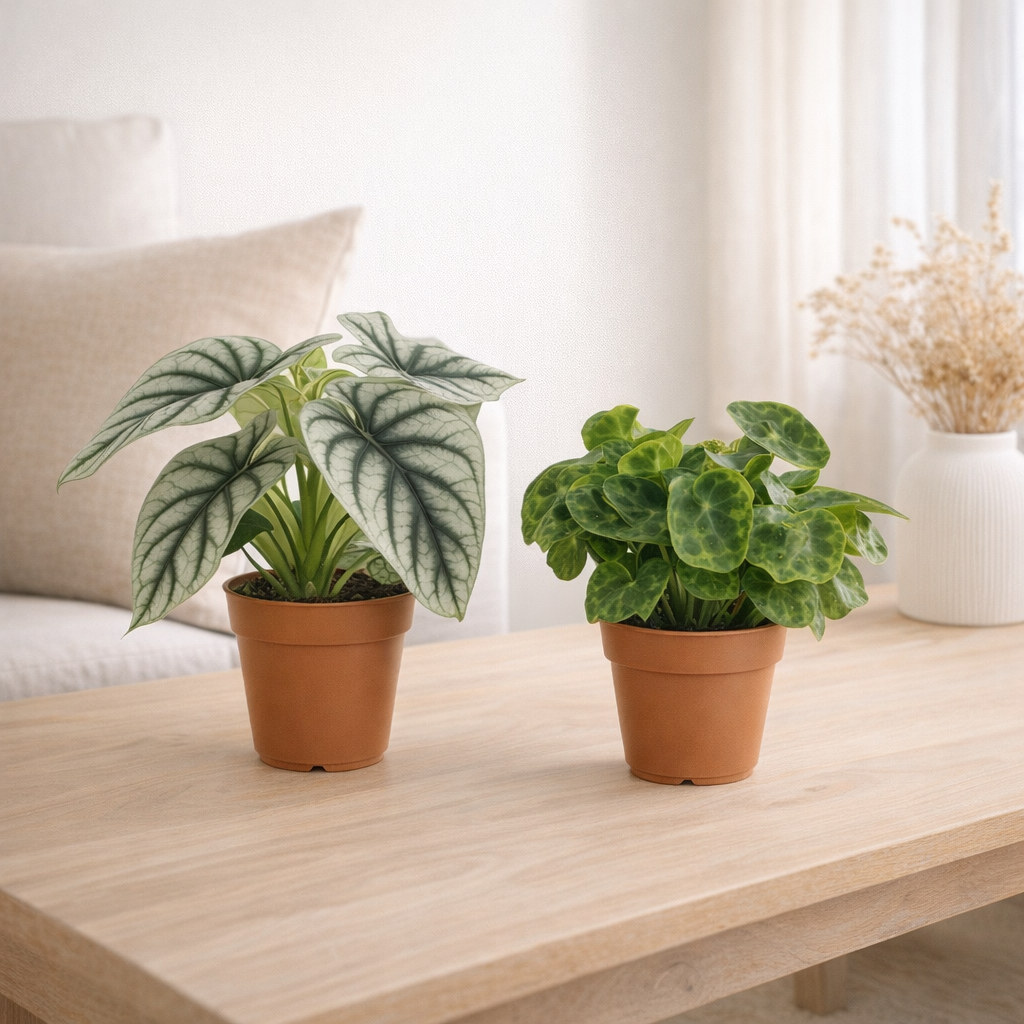 Lot de 4 plantes Alocasia et Bégonia vert argenté en situation