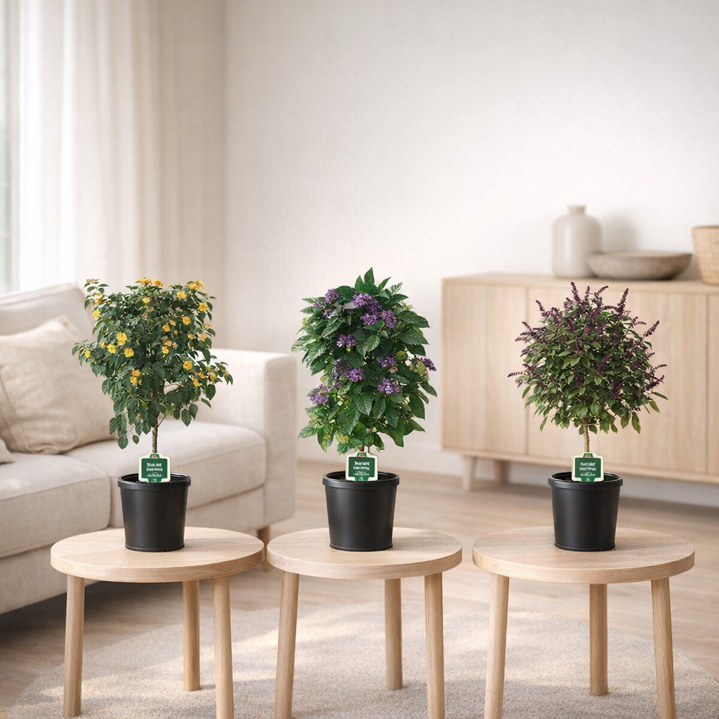 Plantes en pot Fragrance Mix - 3 pièces - Ø19cm - ↕75cm en situation