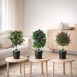 Plantes en pot Fragrance Mix - 3 pièces - Ø19cm - ↕75cm en situation