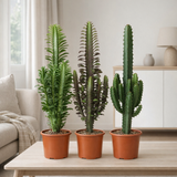 Cactus Desert Mix (Euphorbia) - 3 pièces - Ø17cm - ↕70cm en situation