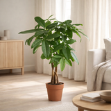 Pachira Aquatica - Arbre d'argent - Ø17cm - ↕70cm en situation