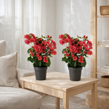 Lot de 2 bougainvilliers rouges en pot Ø12 cm en situation