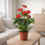 Anthurium Success rouge en manche transparente - Ø14cm - ↕43cm en situation