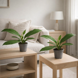 Lot de 2 plantes Philodendron Campiii Ø14 cm vert en situation