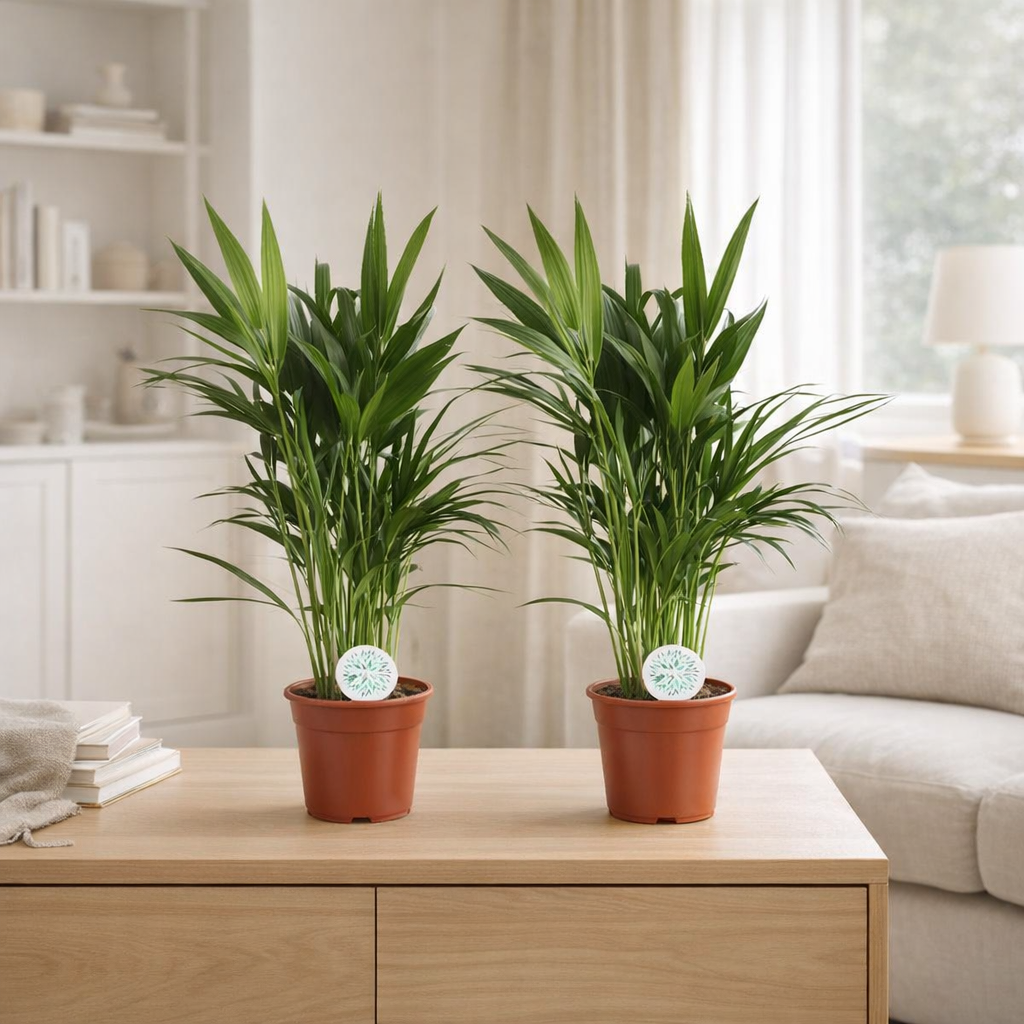Areca Dypsis Lutescens - 2 pièces - Ø14cm - ↕50cm en situation