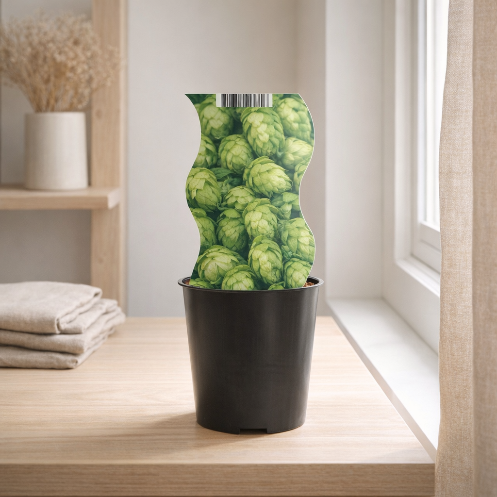 Humulus Westbrau (Hop) - Ø12cm - ↕30cm en situation