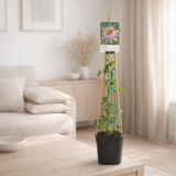 Passiflora Anastasia Ø17 cm H75 cm en situation