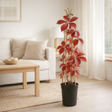 Parthenossus 'Engelmannii' + Light Label - Ø17cm - ↕75cm en situation