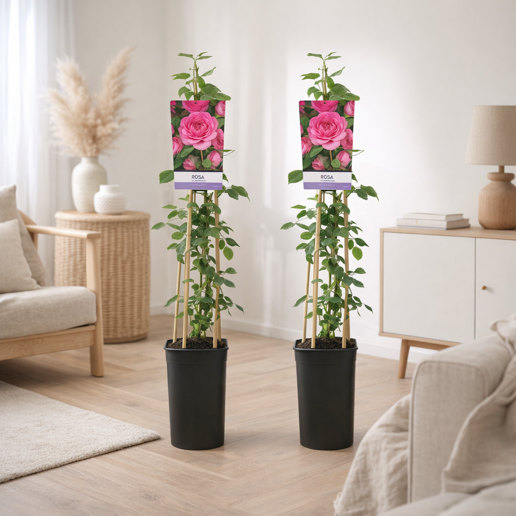 Grimpeur Rose Rosa - 2 pièces - Ø17cm - ↕75cm en situation