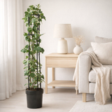 Hedera Gloire de Marengo '+ Light Label - Ø23cm - ↕115cm en situation