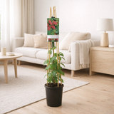 Rubus Loganberry + Light Label - Ø17cm - ↕75cm en situation