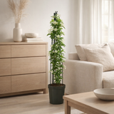 TRACHELOSPERMUM JASMINOINES +3.0 Étiquette - Ø23cm - ↕115cm en situation