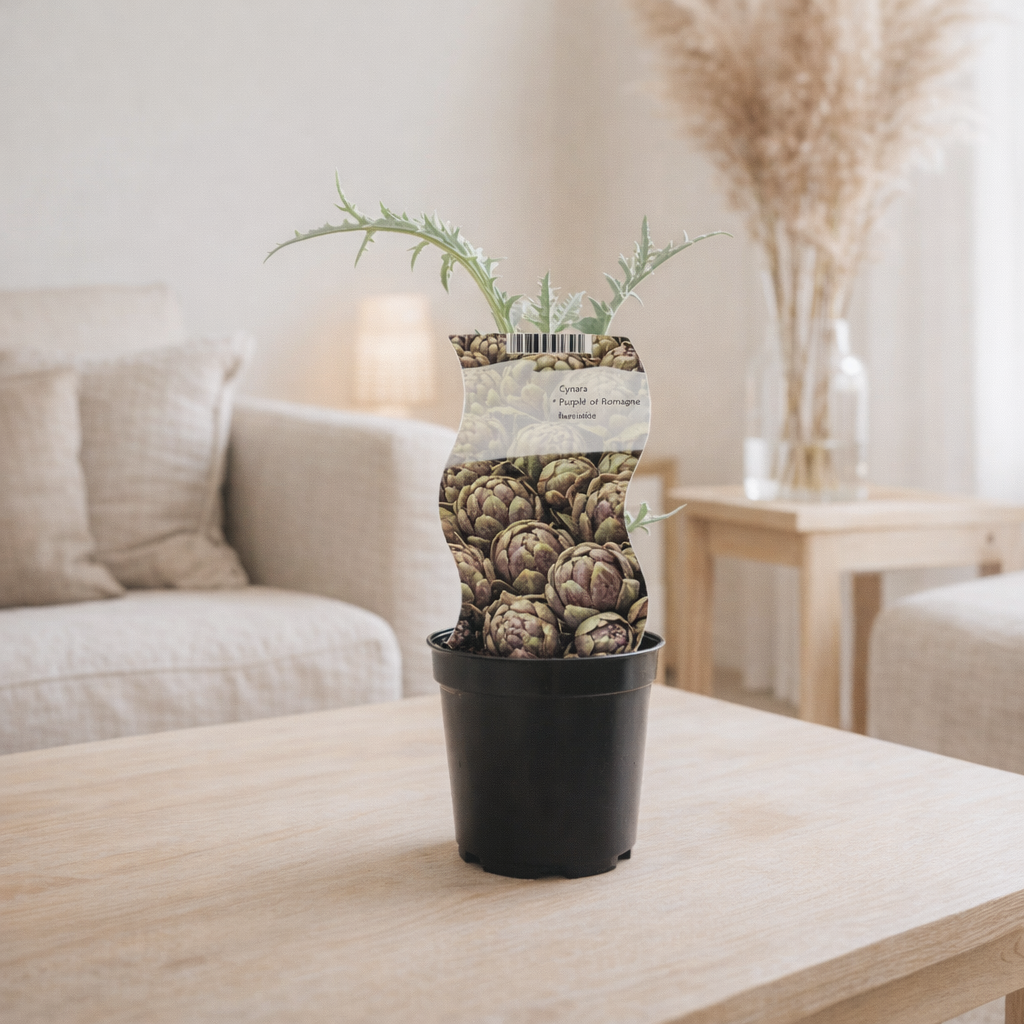 Cynara pourpre de Romagne Ø12 cm H30 cm en situation