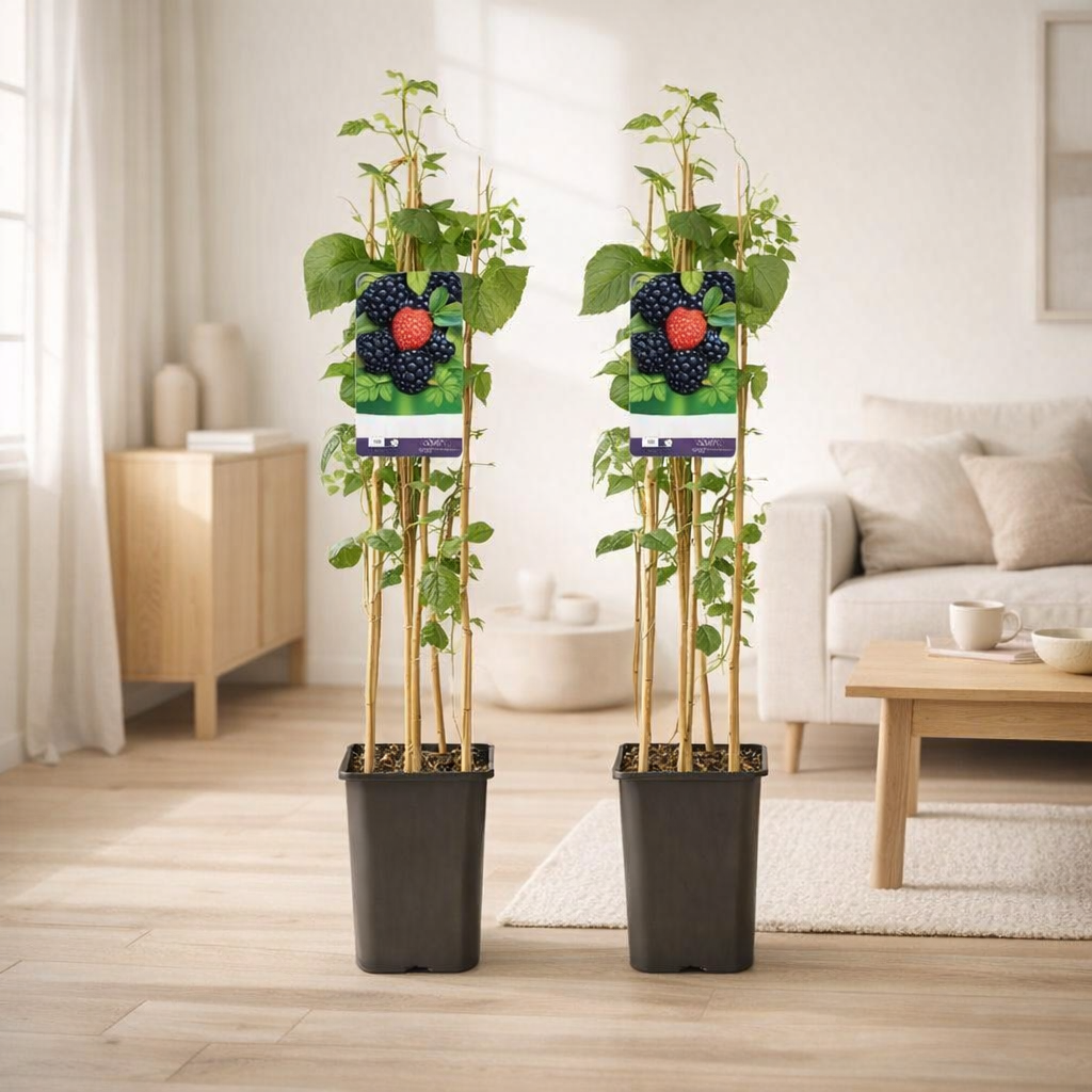Lot de 2 plantes Rubus occidentalis Black Jewel Ø17 cm H75 cm en situation
