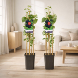 Lot de 2 plantes Rubus occidentalis Black Jewel Ø17 cm H75 cm en situation