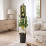 Vitis 'Riesling' +3.0 Étiquette - Ø17cm - ↕75cm en situation