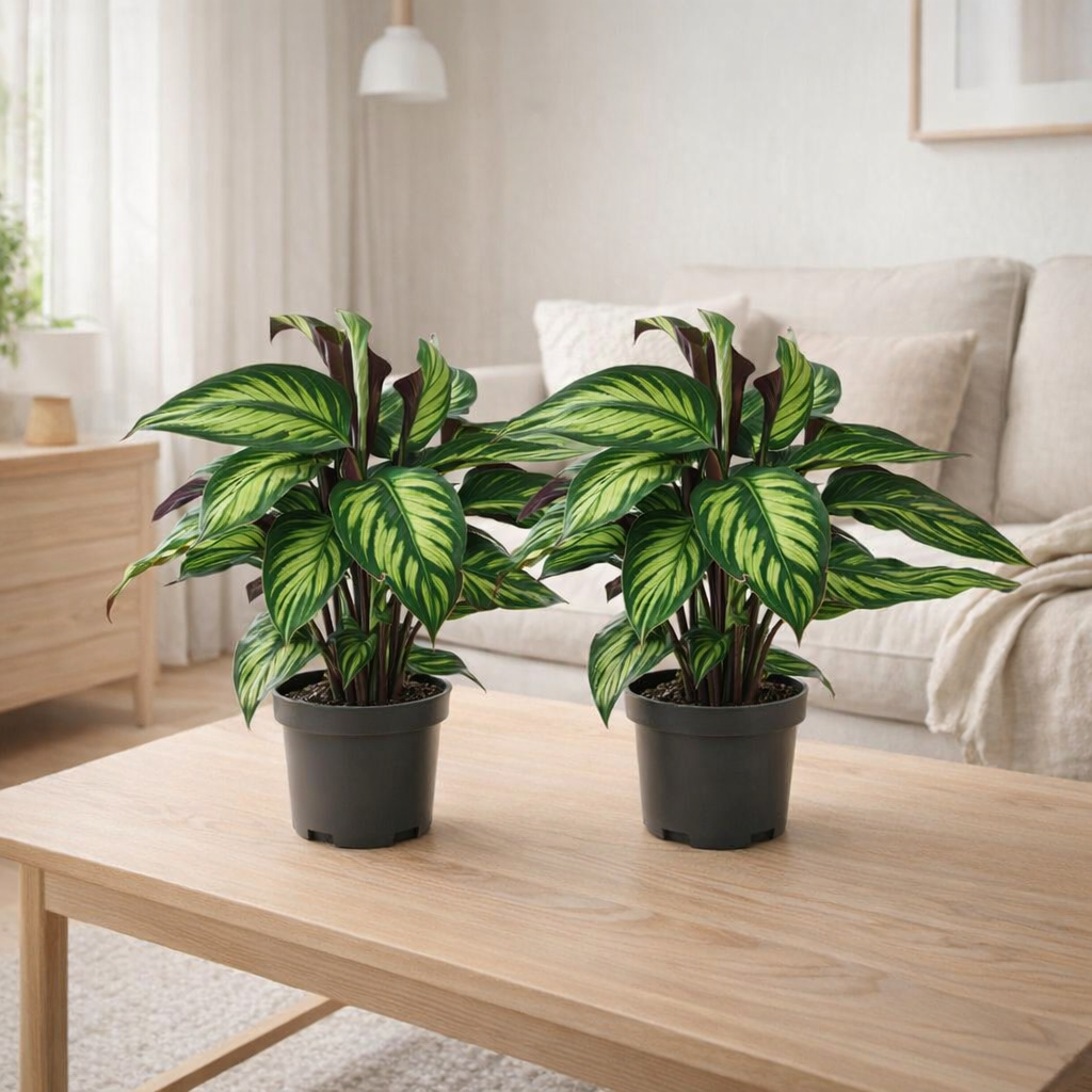 Calathea Majestica Princeps - 2 pièces - Ø14cm - ↕45cm en situation