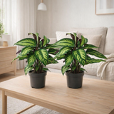 Calathea Majestica Princeps - 2 pièces - Ø14cm - ↕45cm en situation