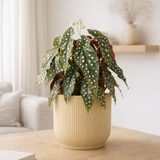 Plante Begonia Maculata en pot jaune pliant Elho Vibes 14 cm en situation