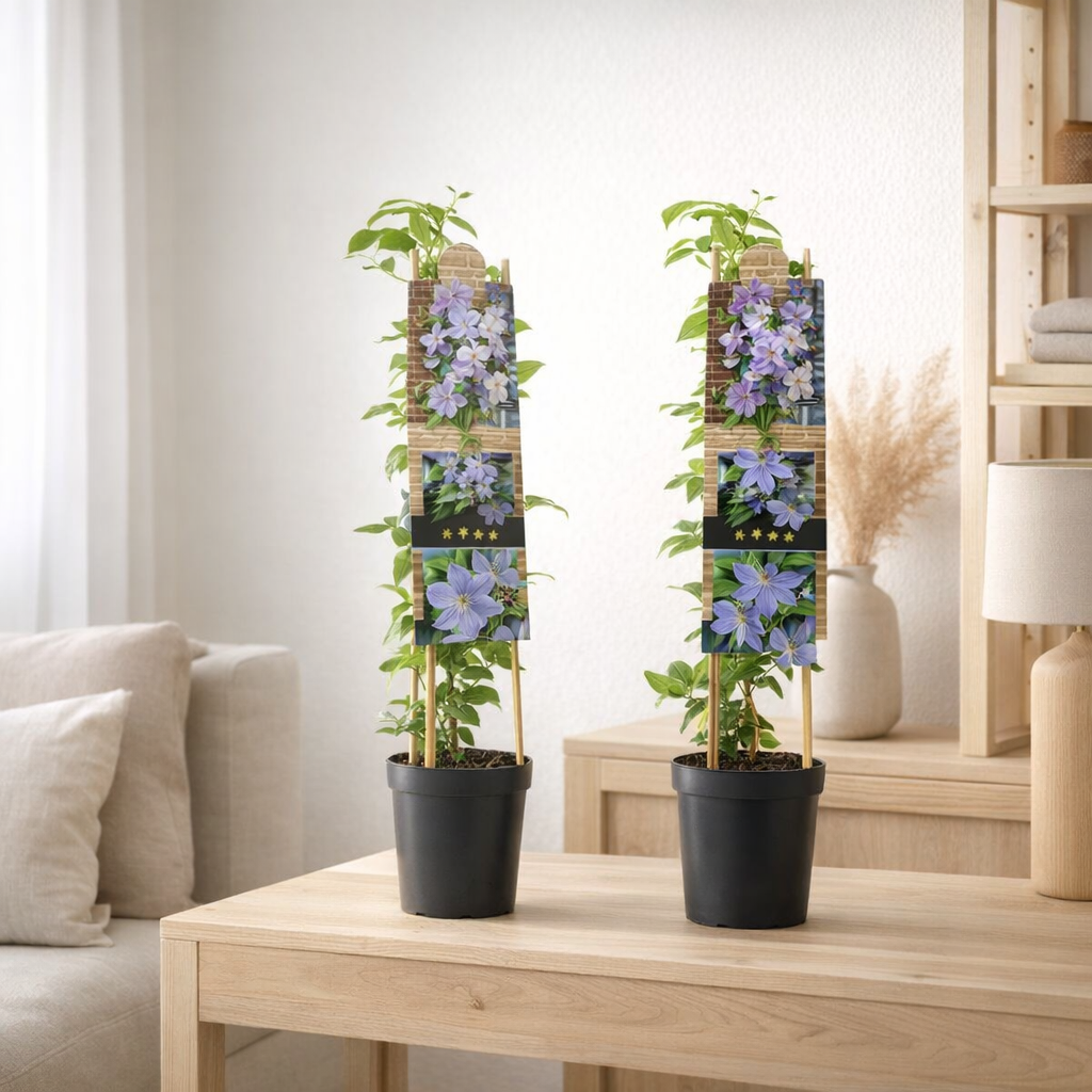 Mélange bleu clair Clematis à grande floraison +3.0 Étiquette - Ø17cm - ↕75cm en situation