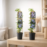 Mélange bleu clair Clematis à grande floraison +3.0 Étiquette - Ø17cm - ↕75cm en situation